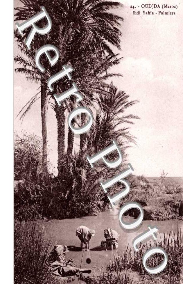 Sidi Yahia - Palmiers
