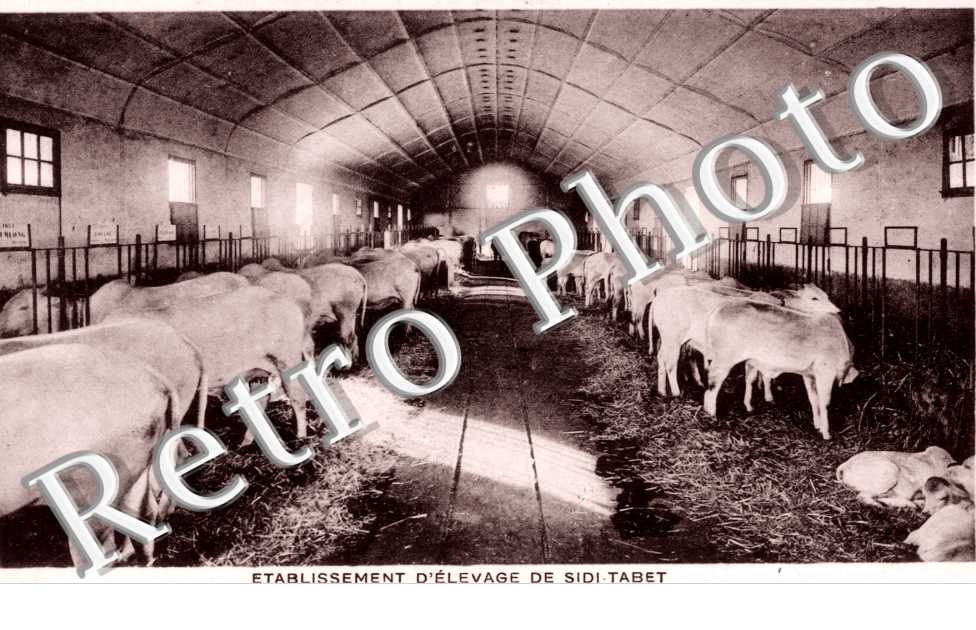 Etablissement d'Elevage de Sidi-Tabet, l'Etable des Zebus