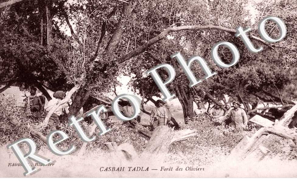 Foret des Oliviers