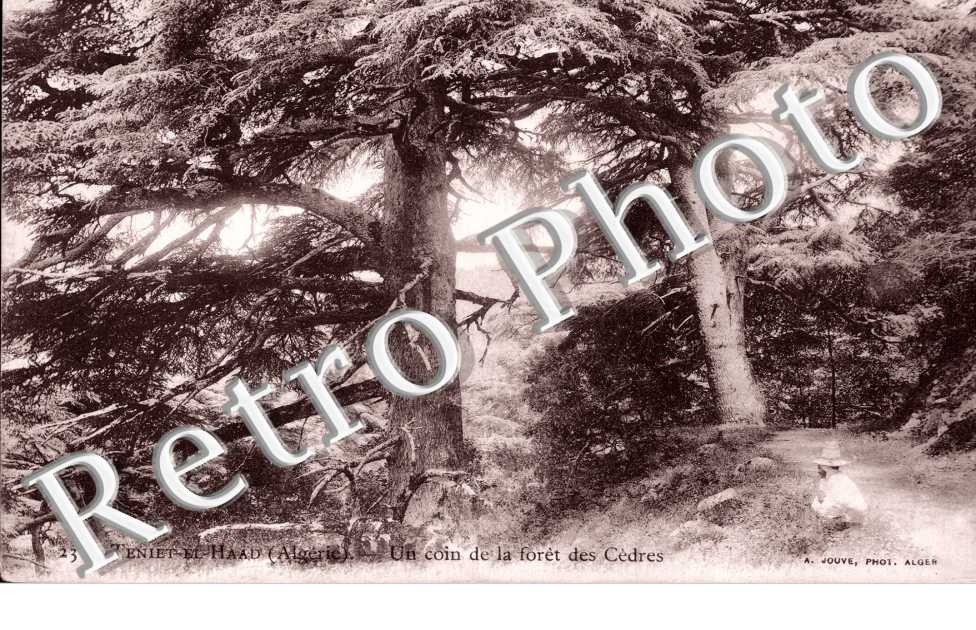 Un coin de la foret des Cedres