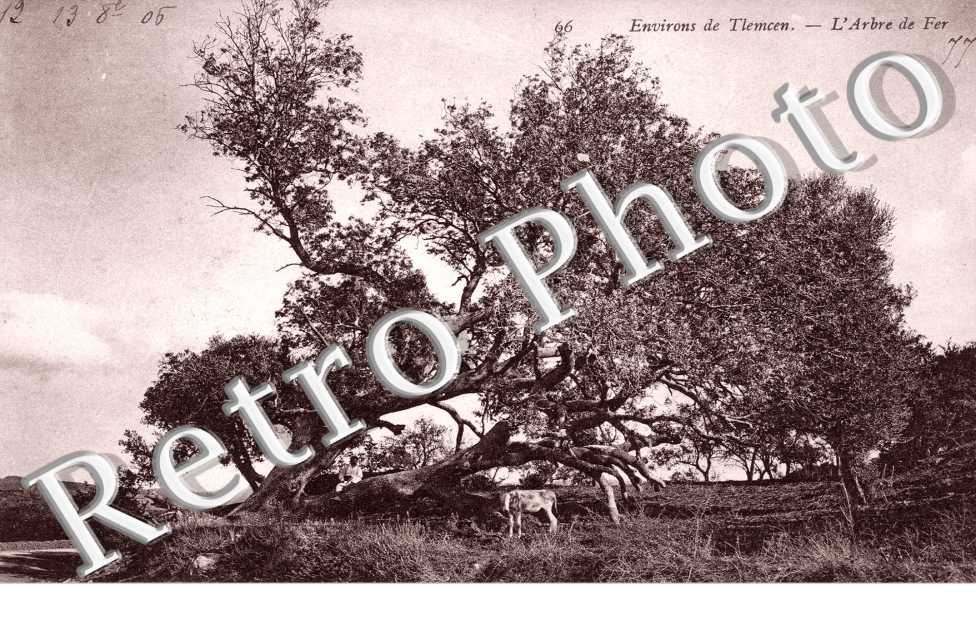 Arbre de Fer