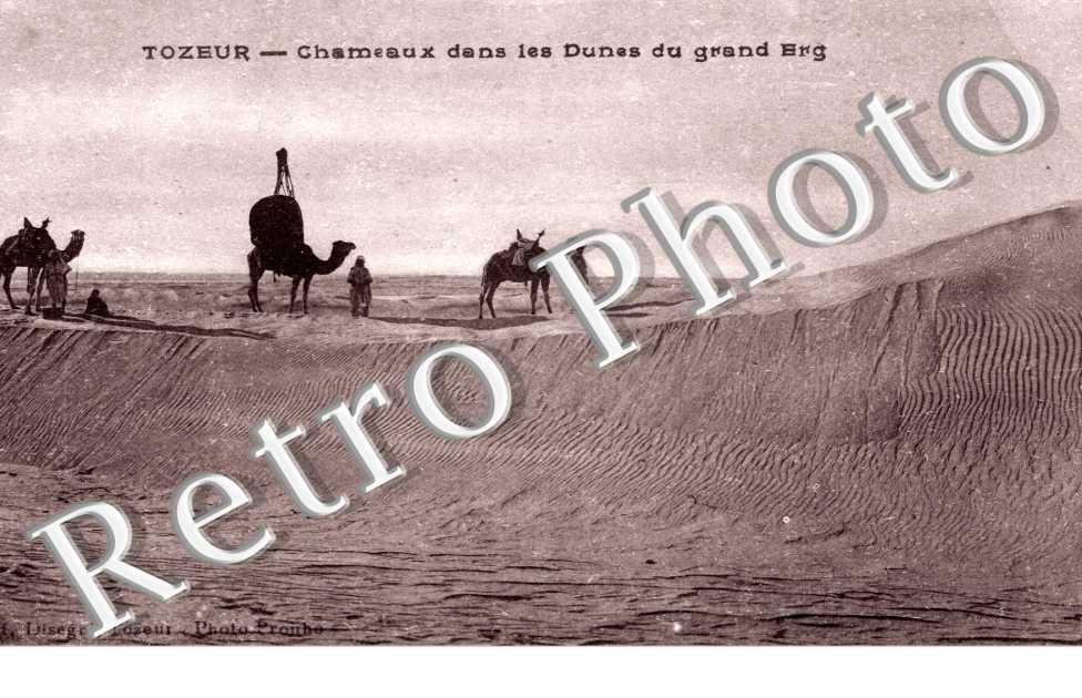 Chameaux dans les dunes du grand Erg