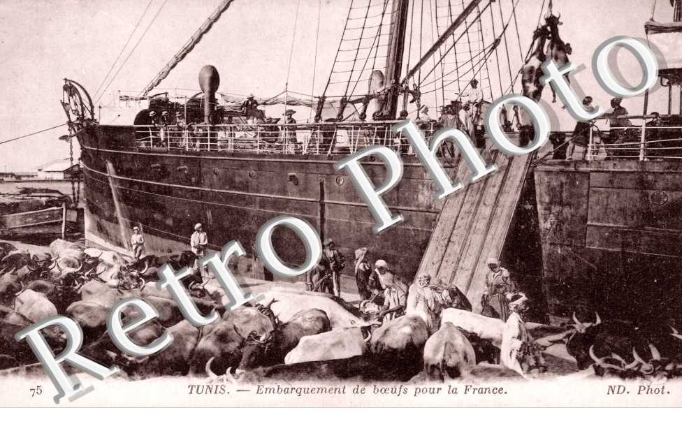Embarquement de boeufs pour la France