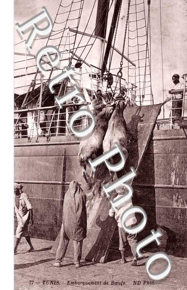 Embarquement de Boeufs
