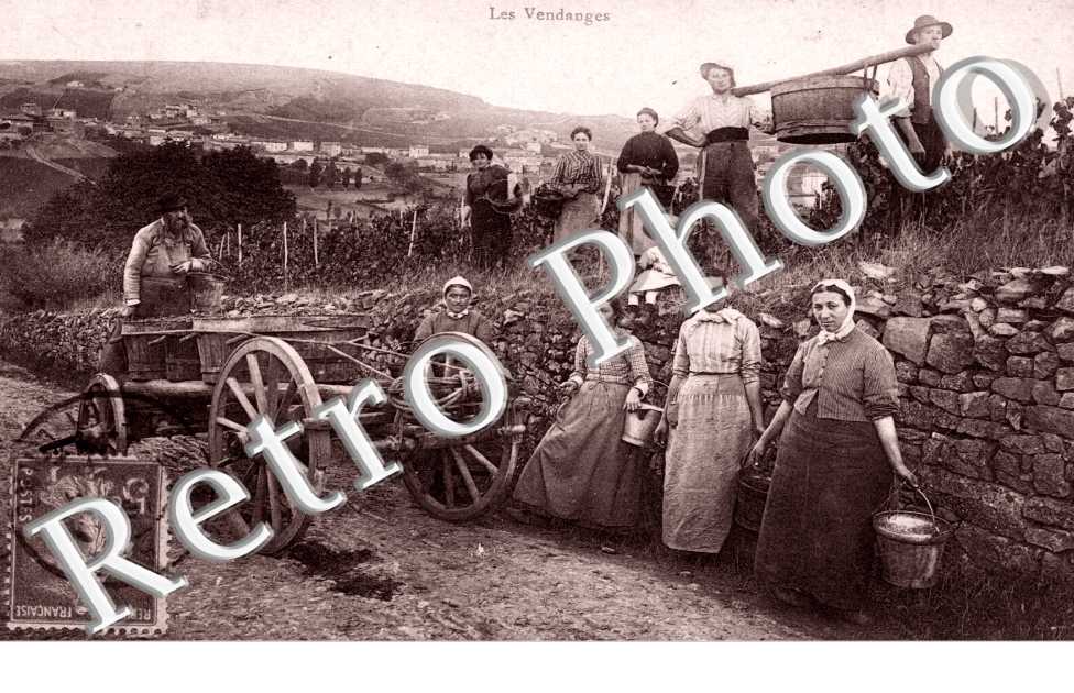 Les Vendanges