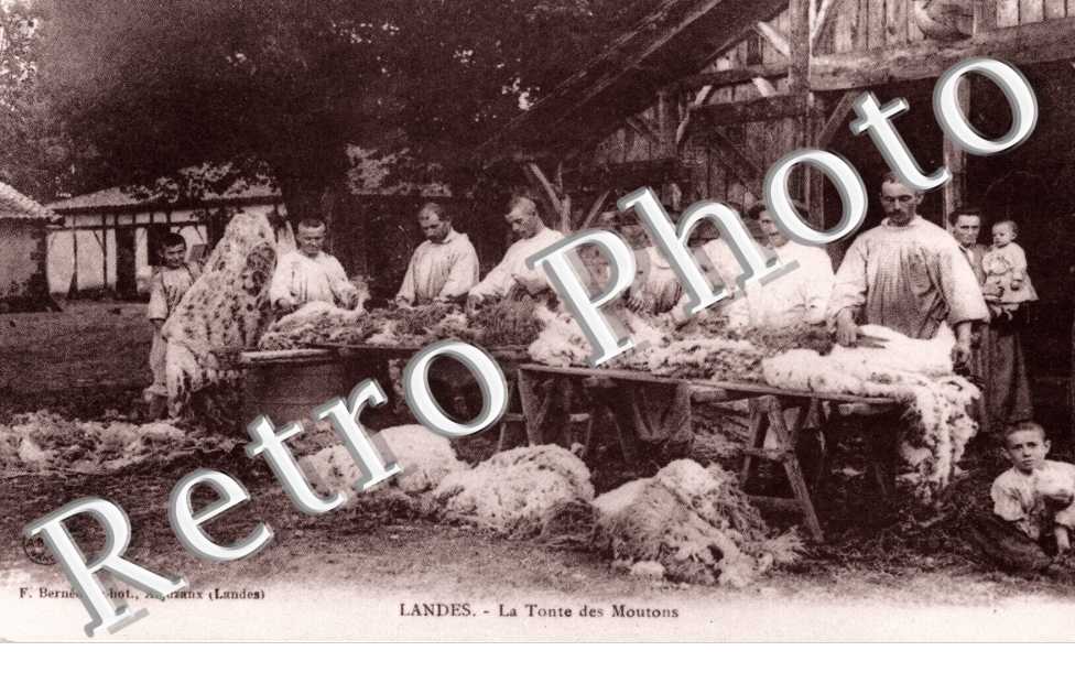 la tonte des moutons