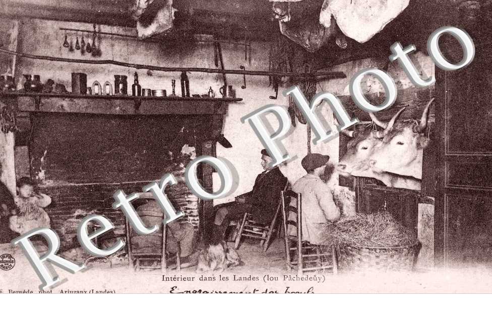 interieur dans les Landes Engraissement des Boeufs