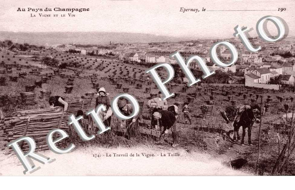 travail de la vigne - la taille