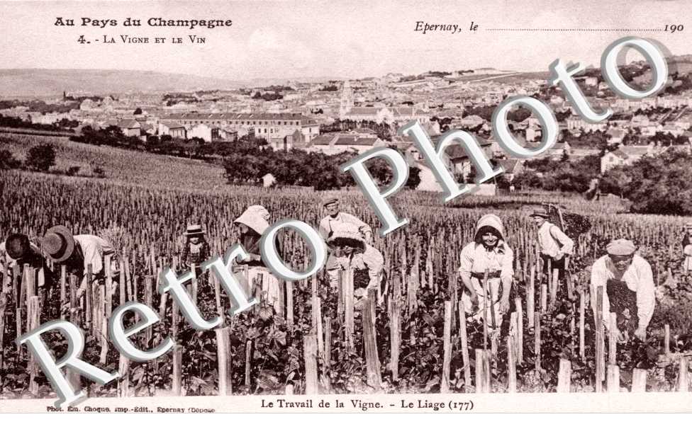 Travail de la vigne - le liage