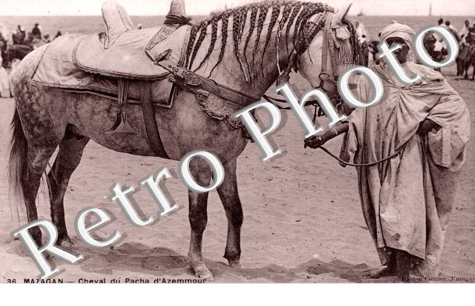 Cheval du pacha d'Azemmour