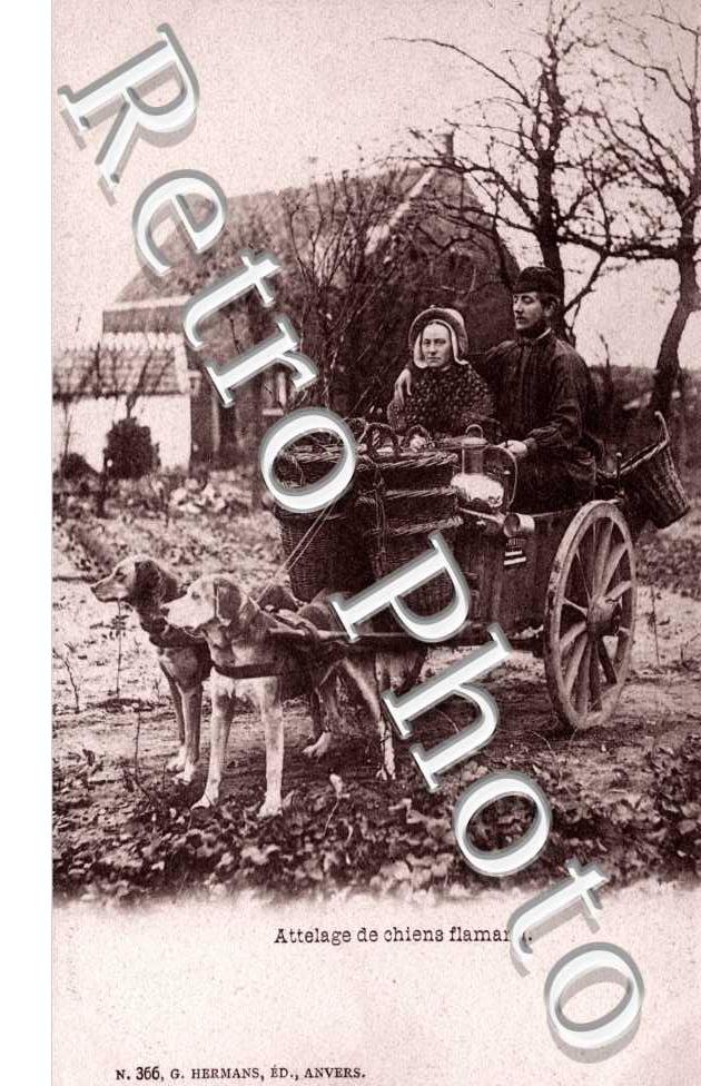 Attelage de Chiens Flamand