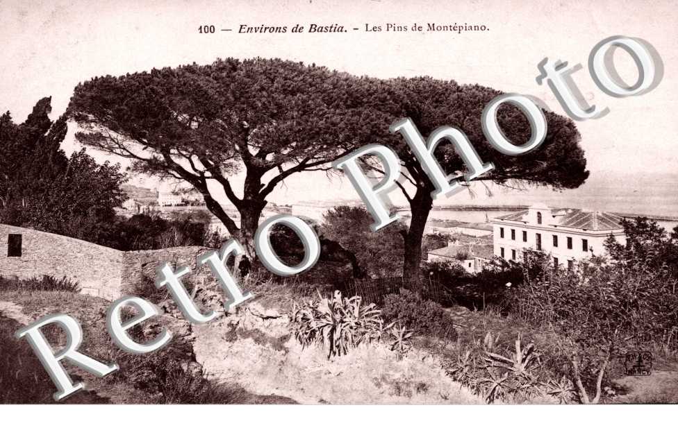 Les pins de Montepiano