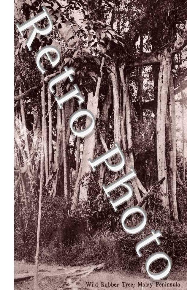 Wild Rubber Tree