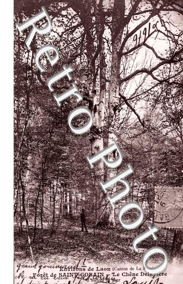Foret de Saint-Gobain  Le chene Delapiere