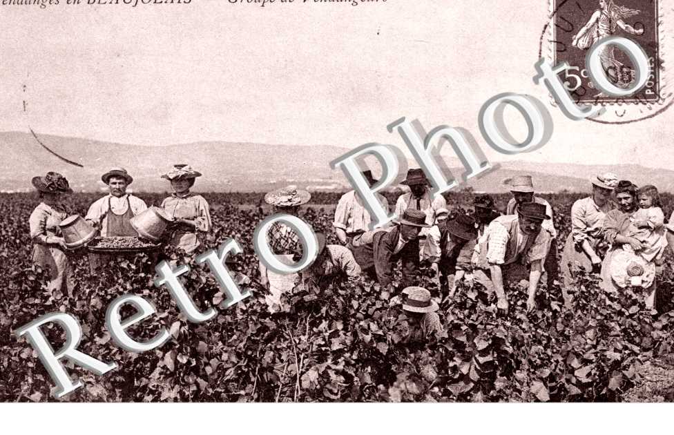 Vendanges en Beaujolais - groupe de vendangeurs