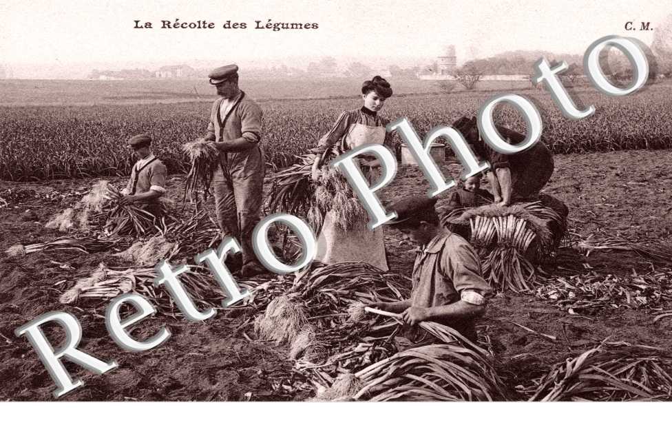 la recolte des legumes