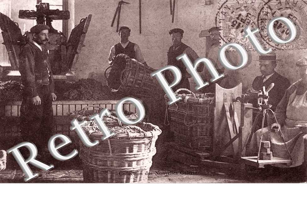 VENDANGES