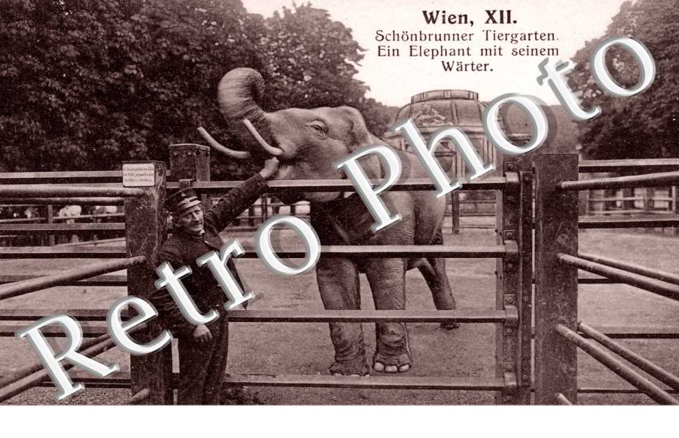 Schonbrunner Tiergarten Ein Elephant mit seinem Warter