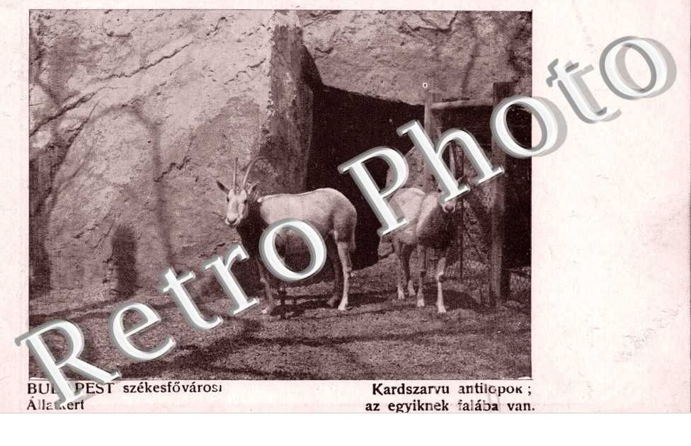 Allatkert, Kardszarvu antilopok