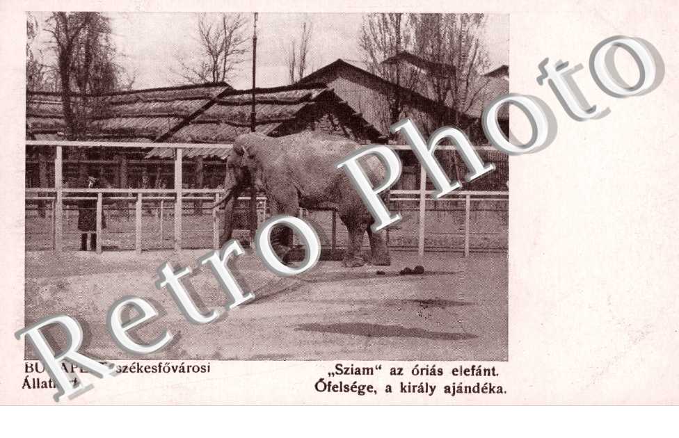 Allatkert, elefant "Sziam"