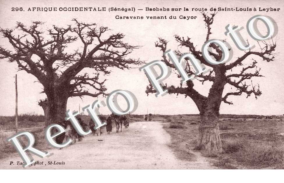 Baobabs sur la Route et Caravane venant du Cayor