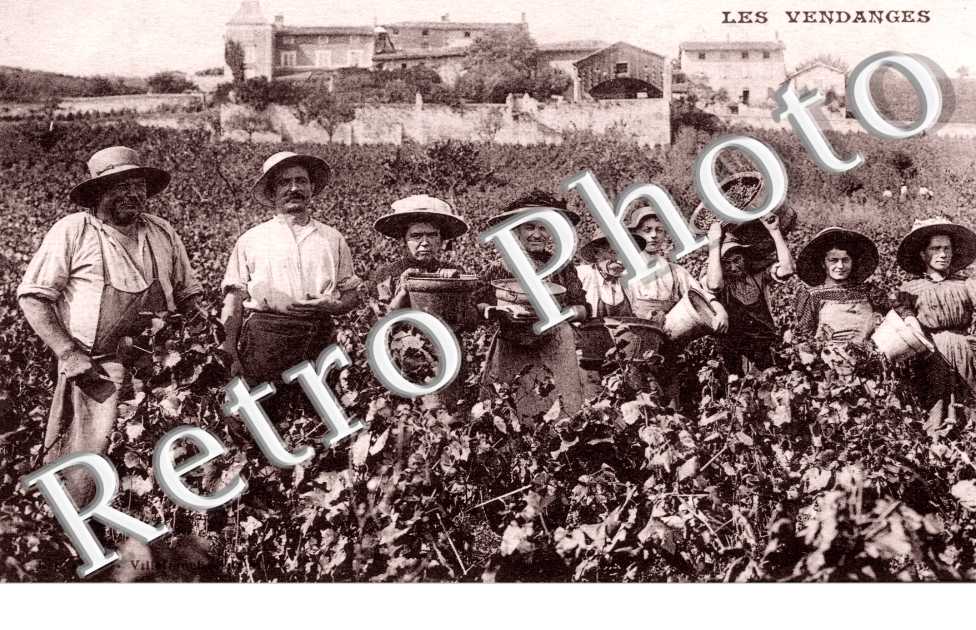 dans les vignes