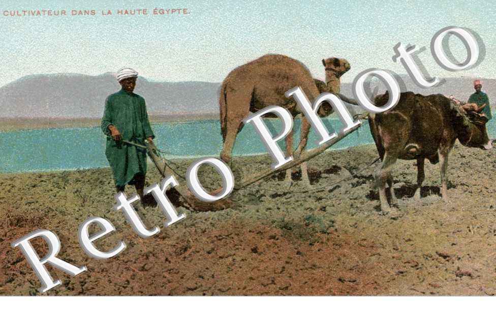 Cultivateur dans la Haute Egypte