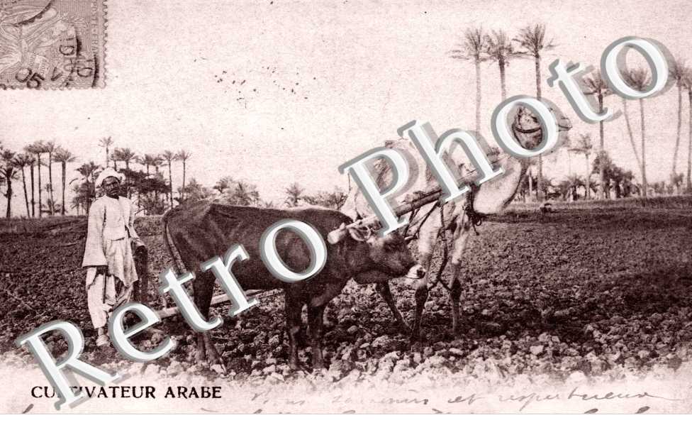 Cultivateur Arabe