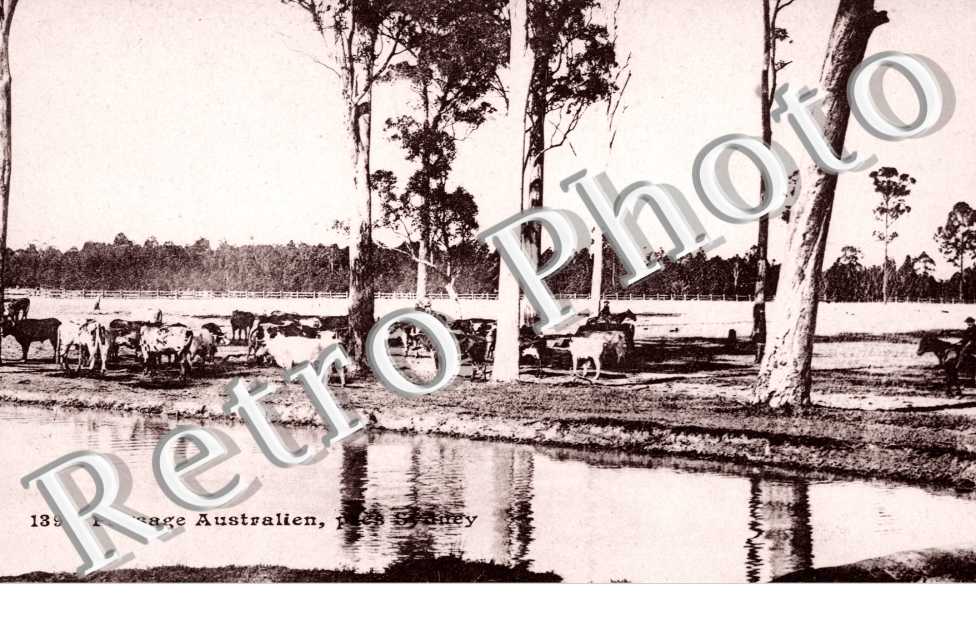 Paysage Australien