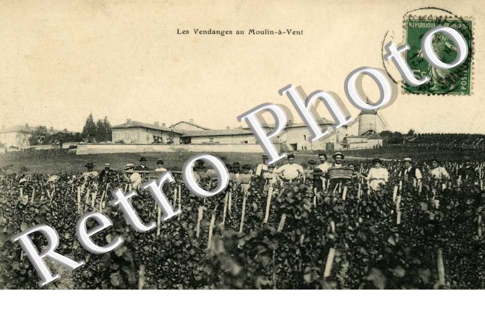 les Vendanges au Moulin a Vent
