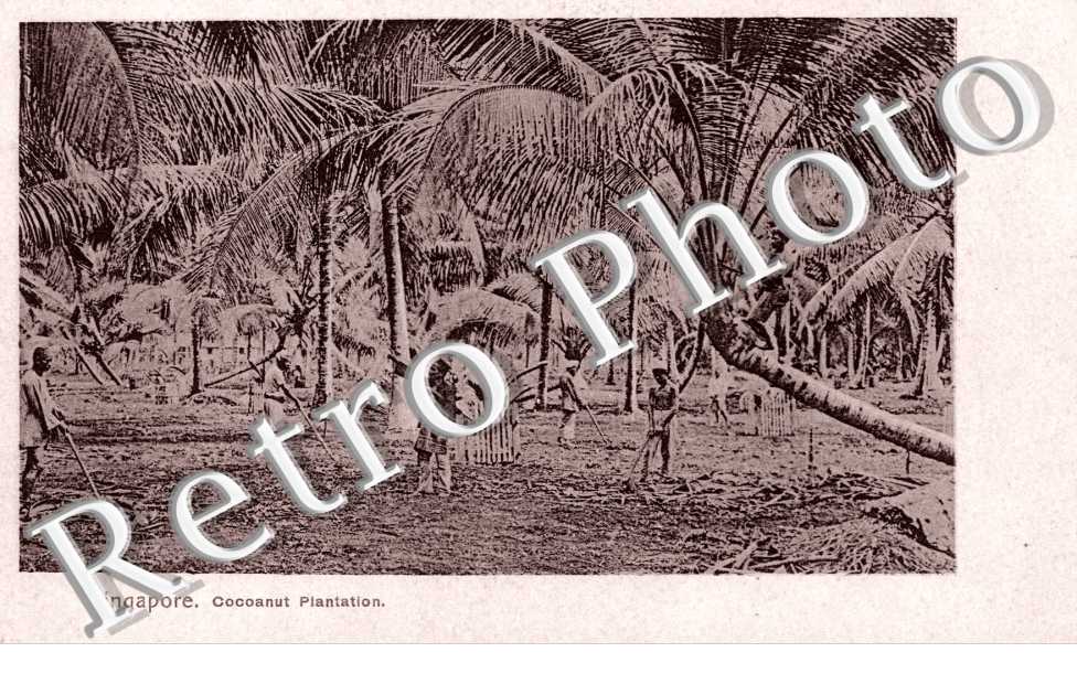 Cocoanut Plantation
