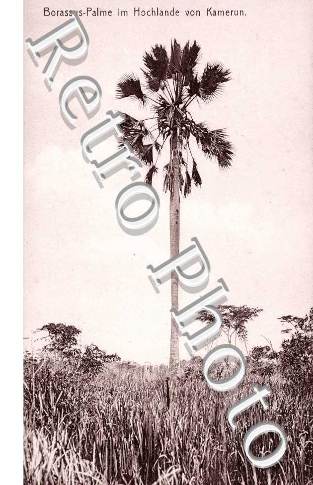 Borassus Palme