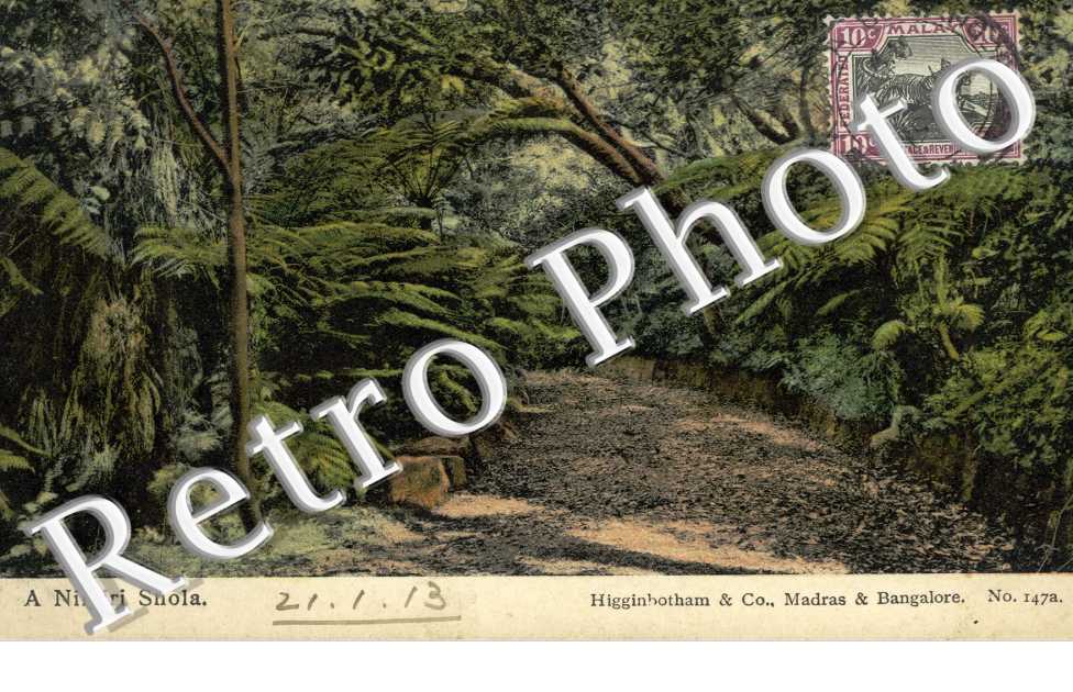 A Nilgiri Shola