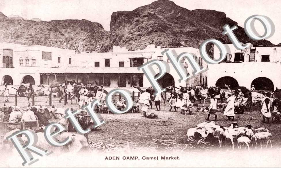 Camel Market