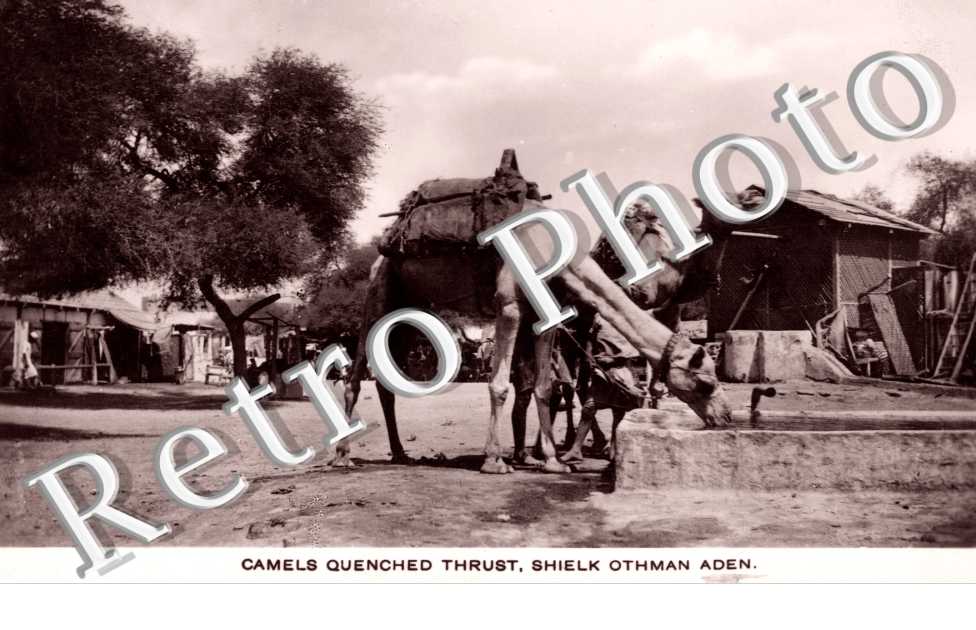 Camels Quenched Thrust, Shielk Othman
