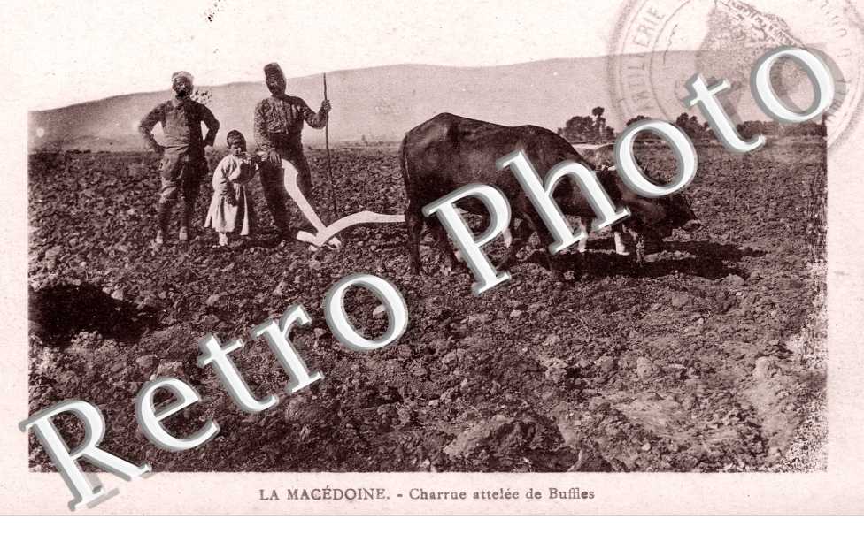 Charrue attelee de Buffles