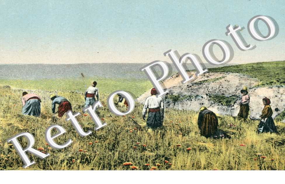 Moisson a la Faucille