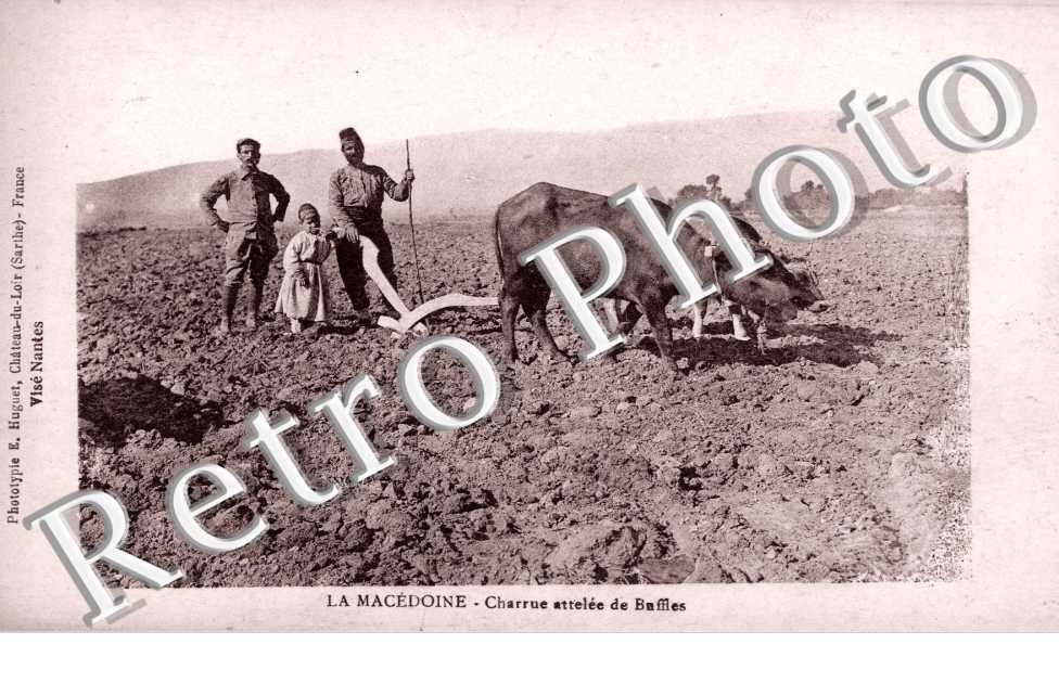 Charrue attelee de Buffles