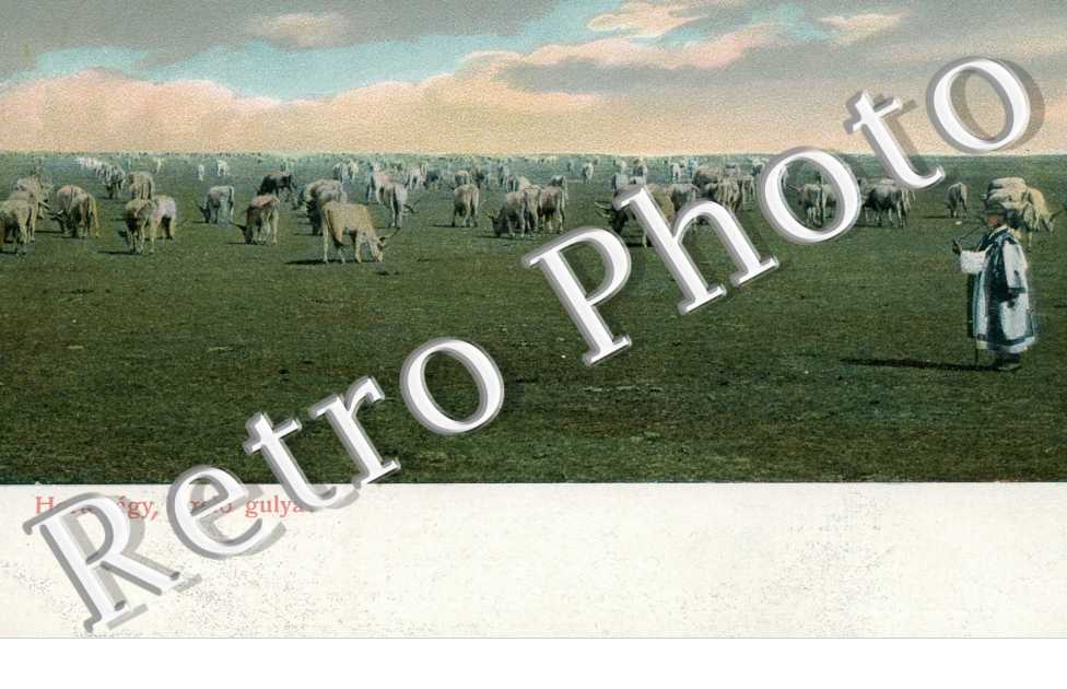 Hortobagy legelo gulya