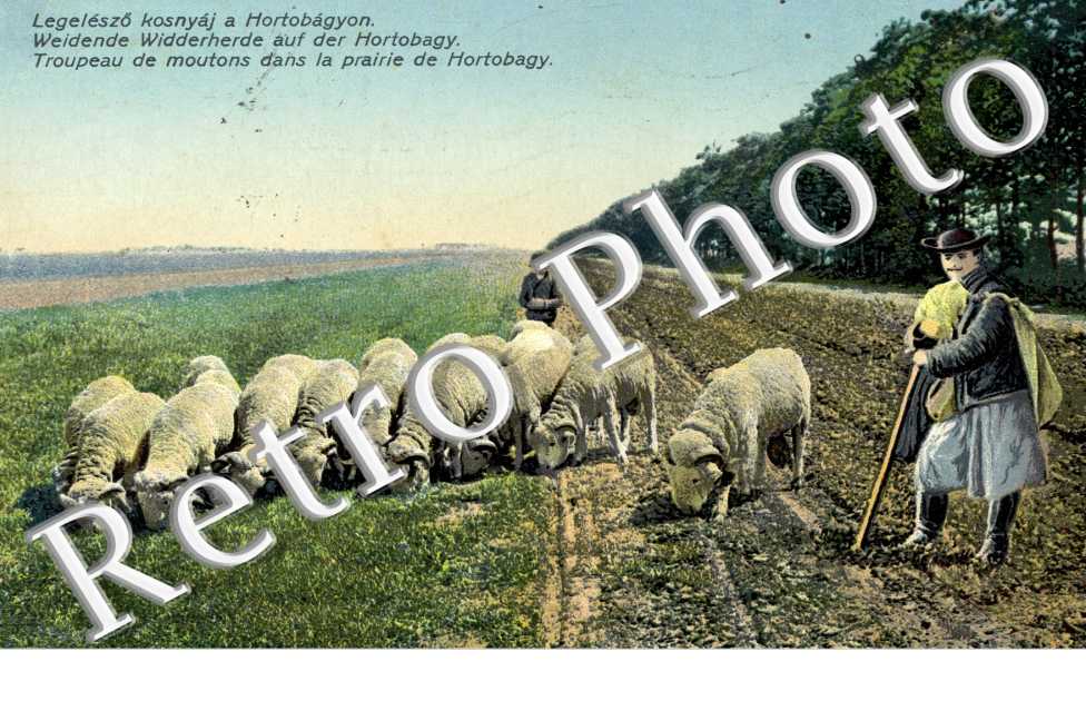 Troupeau de moutons dans la prairie de Hortobagy