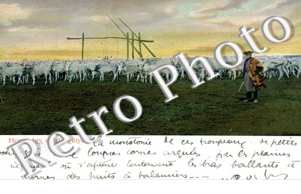 Hortobagy delelo gulya