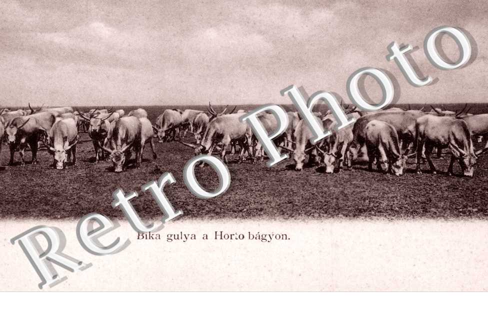 Bika gulya a Horto bagyon