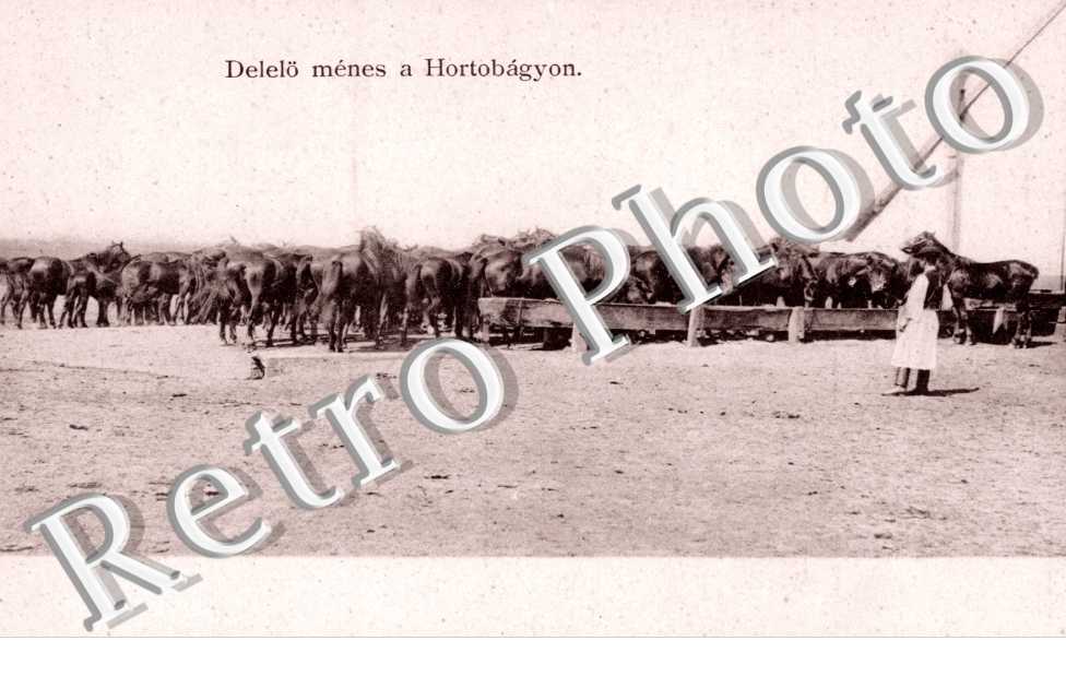 Delelo menes a Hortobagyon