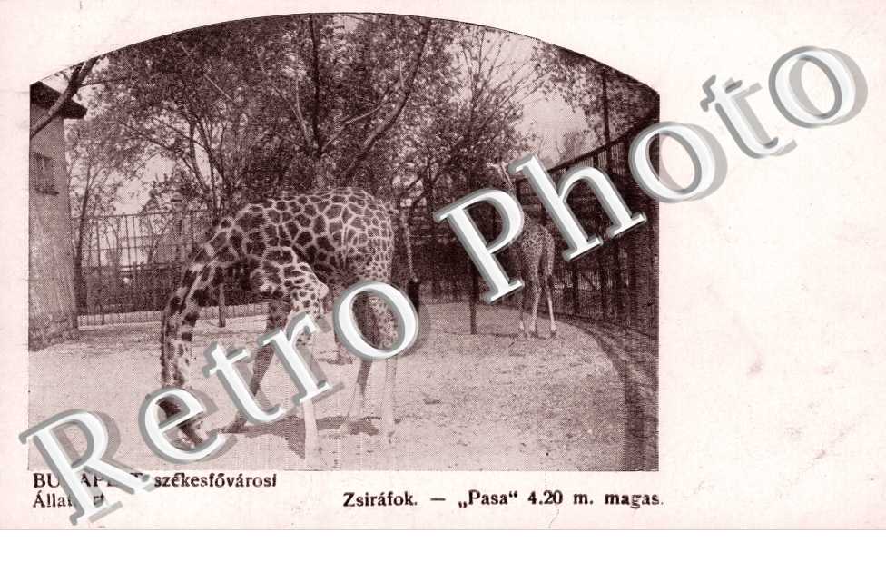 Zsirafok