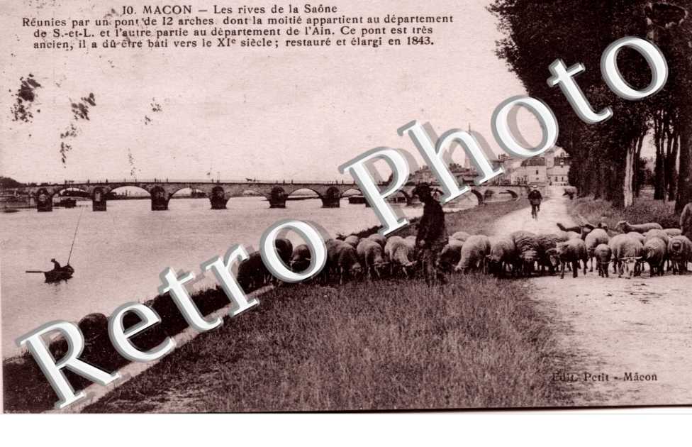 les rives de la saone (troupeau de moutons)