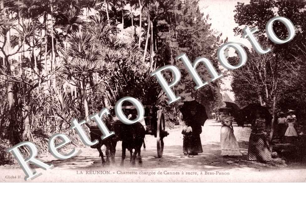 Charette Chargee de Cannes a Sucre