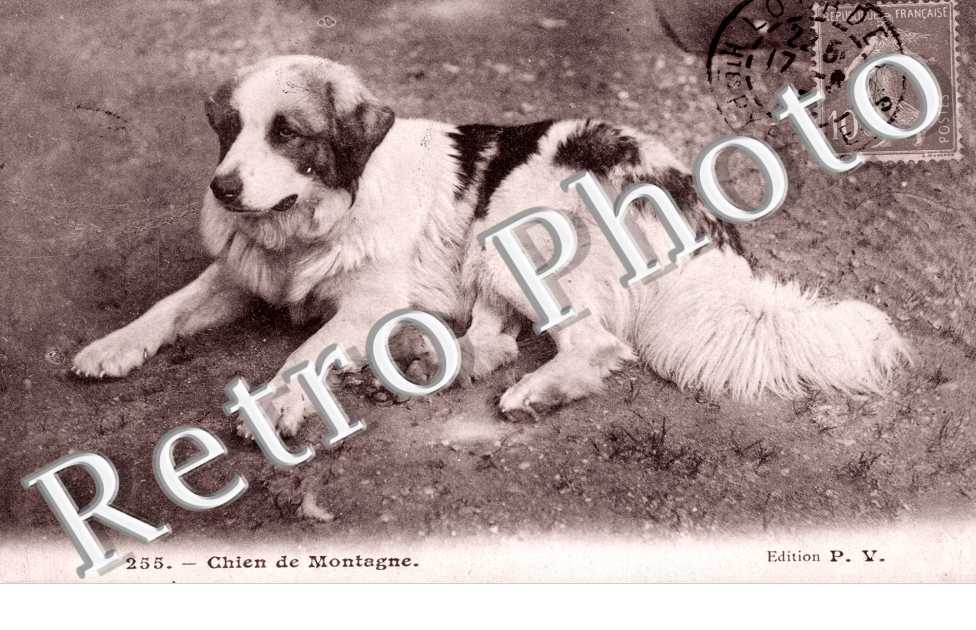 Chien de montagne