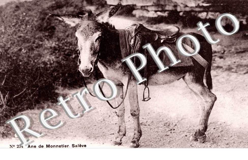 Ane de Monnetier. Saleve