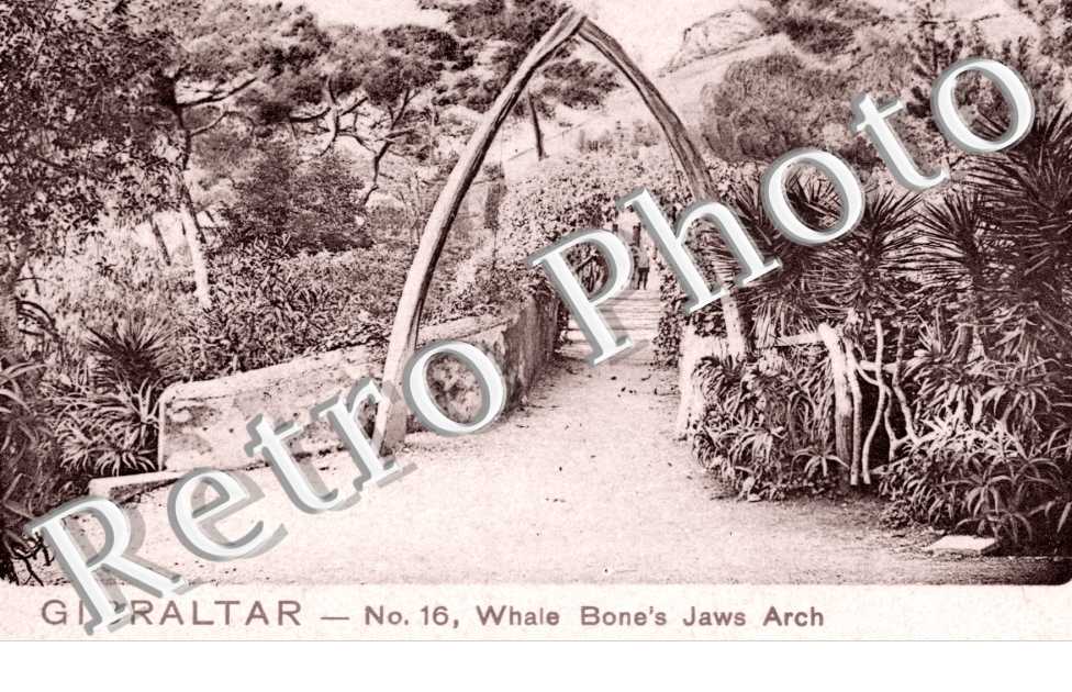 Whale Bone's Jaws Arch
