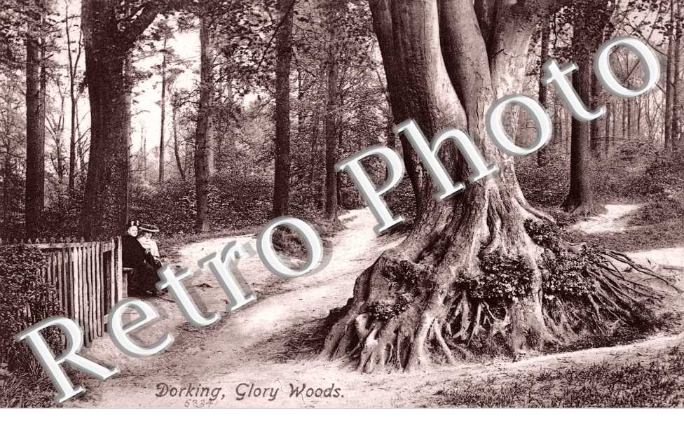 Glory Woods
